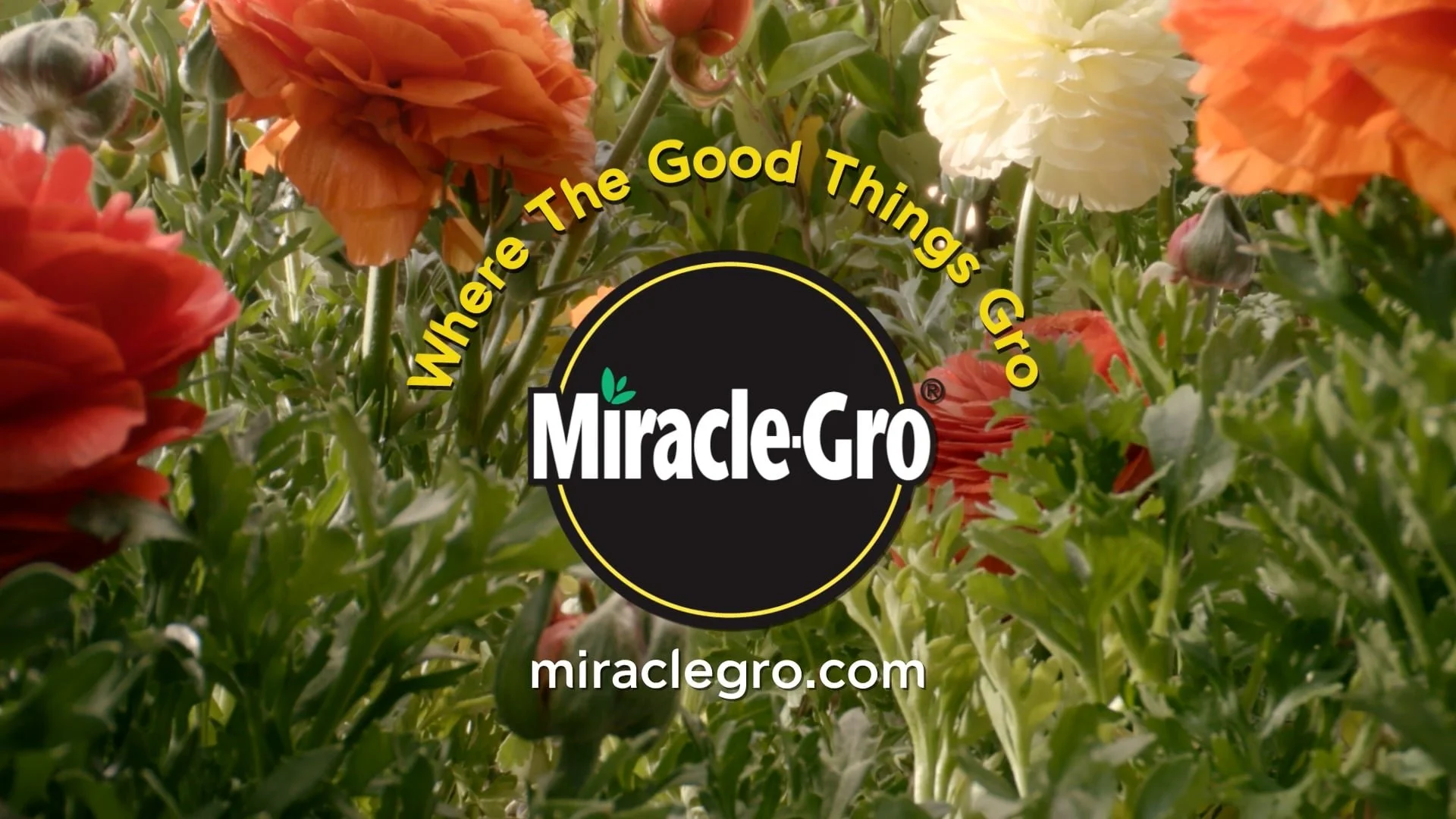 :30 Where The Good Things Gro / Official Partner Snow White Live Action Movie 