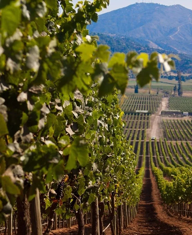 Little Light Wine Tasting is only a few weeks away! We have 12 spots remaining in our private wine class on Sunday, 11/17 afternoon in Woodland Hills. Wine not join us?  Venmo $25 to @LittleLightIntl and let us know you're coming 😌
.
100% of proceed