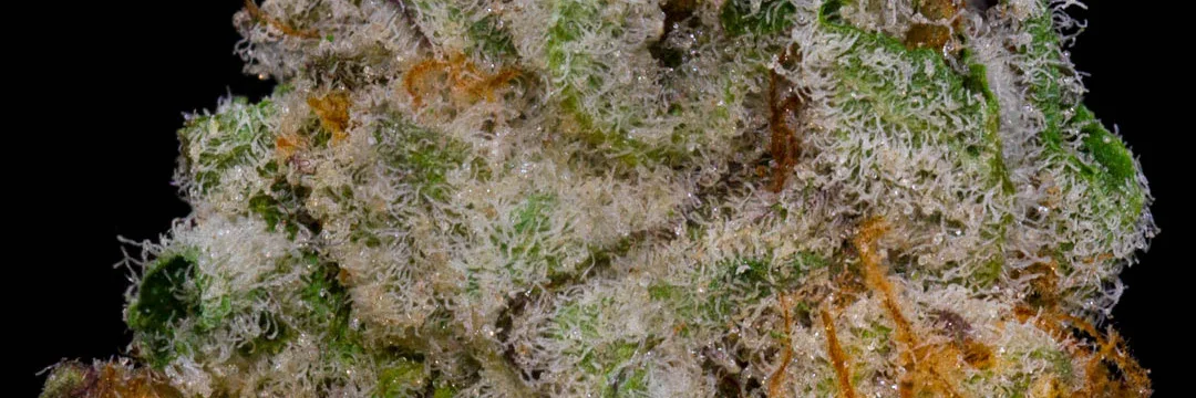flower_header1.jpg