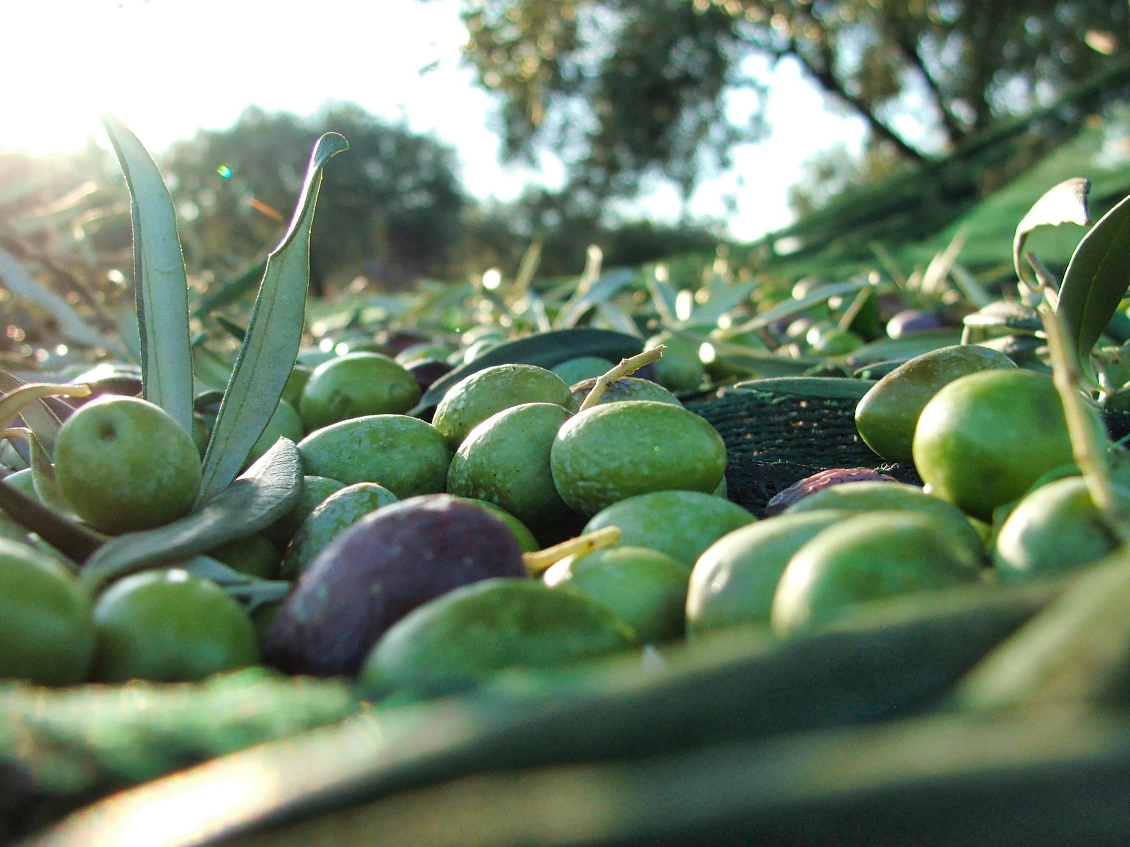 Olive per olio Merlino.jpeg