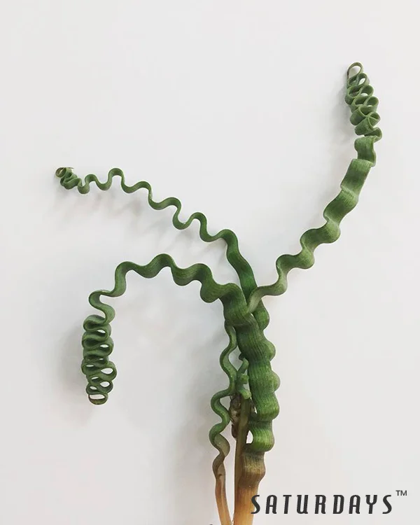 T. Succulent Form × Nizanda T'STROPICALS Trachyandra tortilis seedling — SATURDAYS Succulents