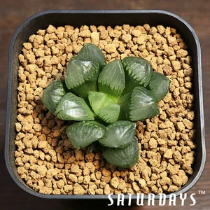 plant haworthia succulent Haworthia Fasciata - Big Band Zebra main image 1