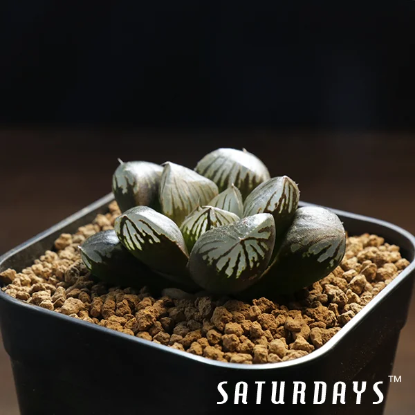 Haworthia obtusa cv. 