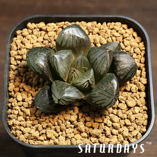 Haworthia obtusa cv. "Purple Crystal"