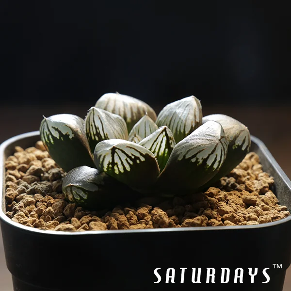 Haworthia obtusa cv. 