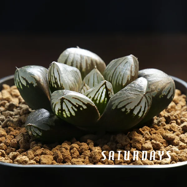 Haworthia obtusa cv. 