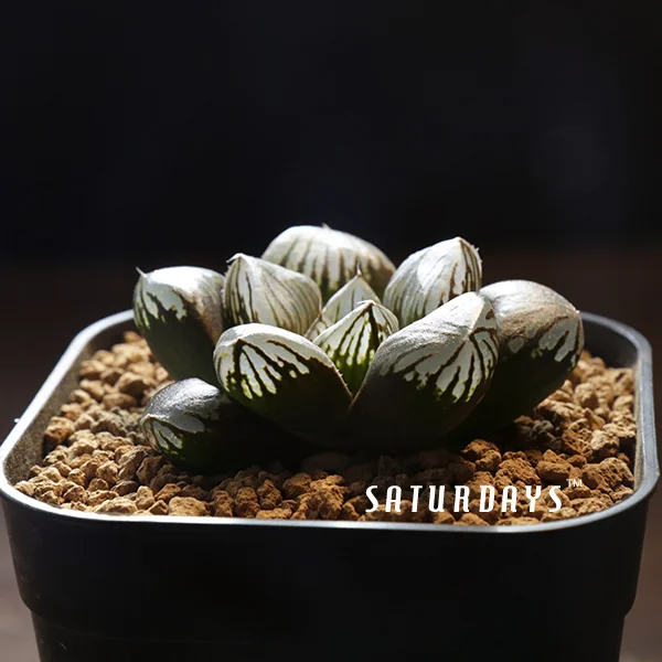 Haworthia obtusa cv. 