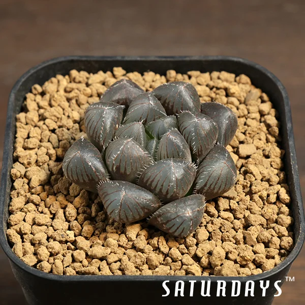 Haworthia obtusa cv. "Red Crystal"