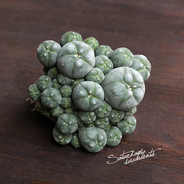 Lophophora williamsii - v caespitosa — SATURDAYS Succulents