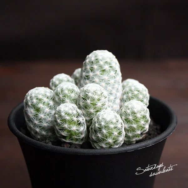 monstera adansonii mint vergrnt Monstera Adansonii Mottled Mint