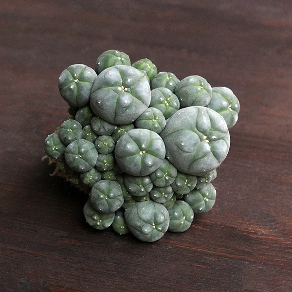 Lophophora williamsii - v caespitosa