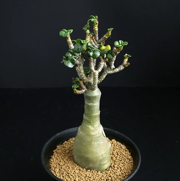 Adenium obesum