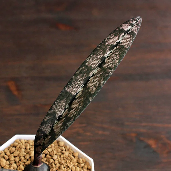 Oeceoclades spathulifera