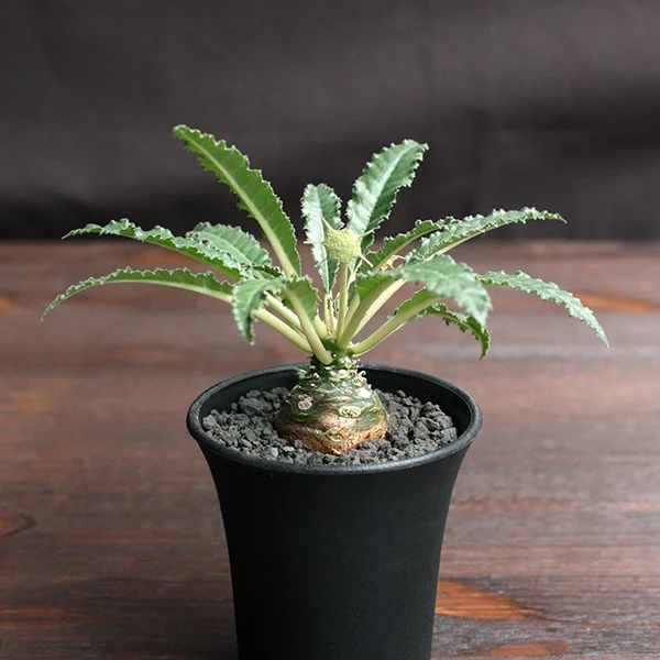 その他観葉植物 Foquieria columnnaris その他観葉植物 Foquieria columnnaris Fouquieria columnaris - size