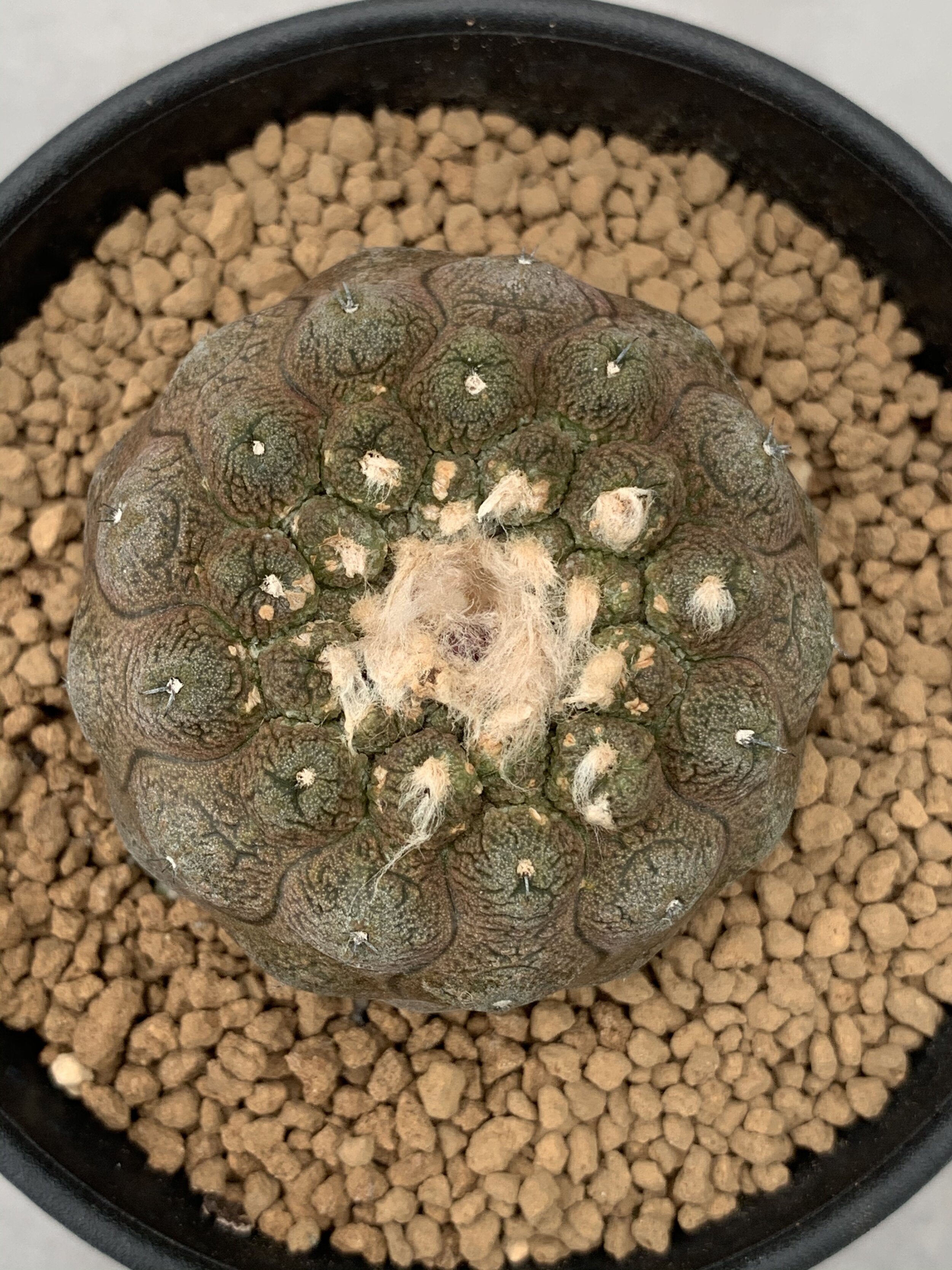 Copiapoa Hypogaea Lizard Skin/1pc Rare Cactus