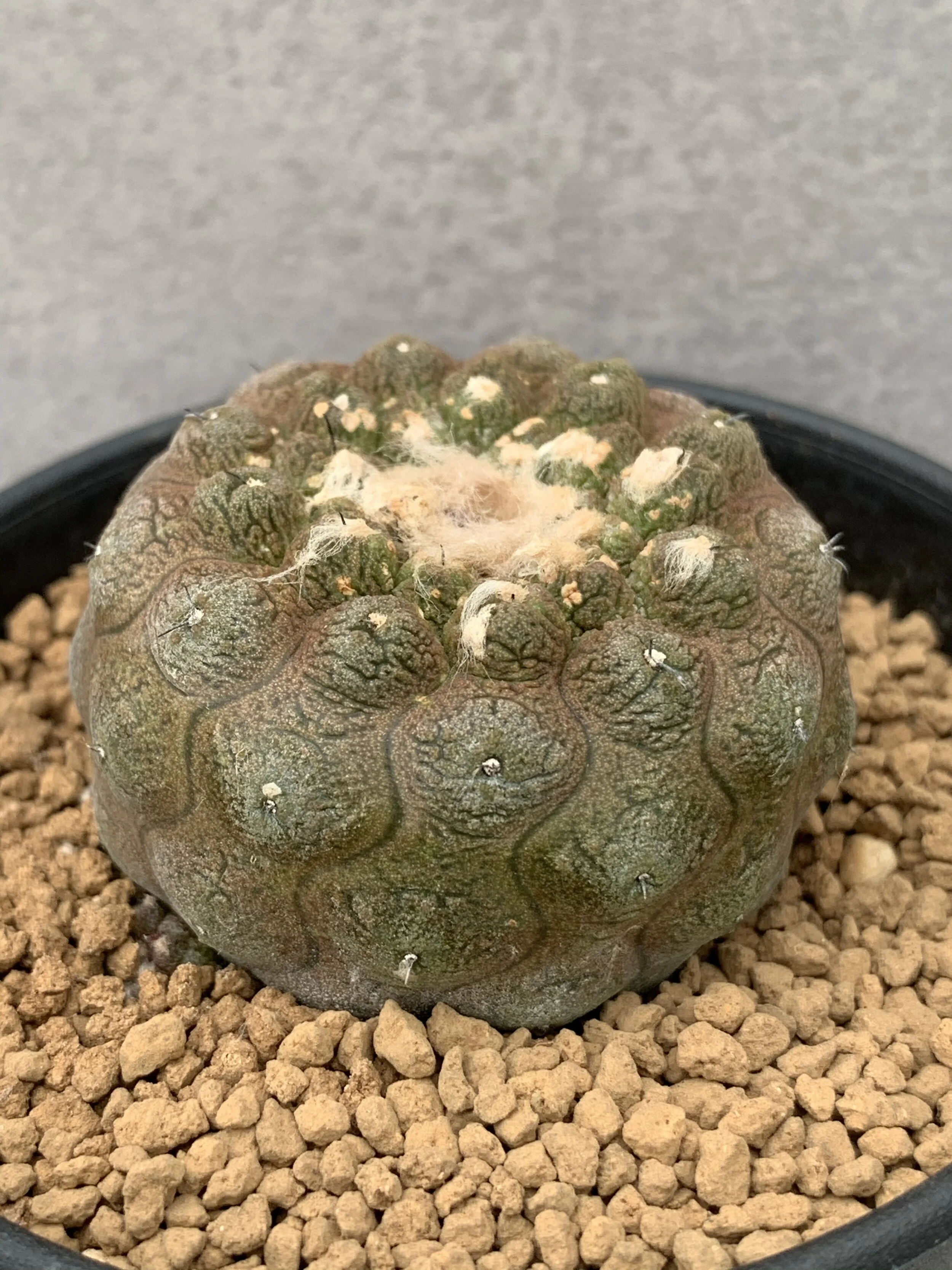 Copiapoa hypogaea cv. Lizard Skin seedling 