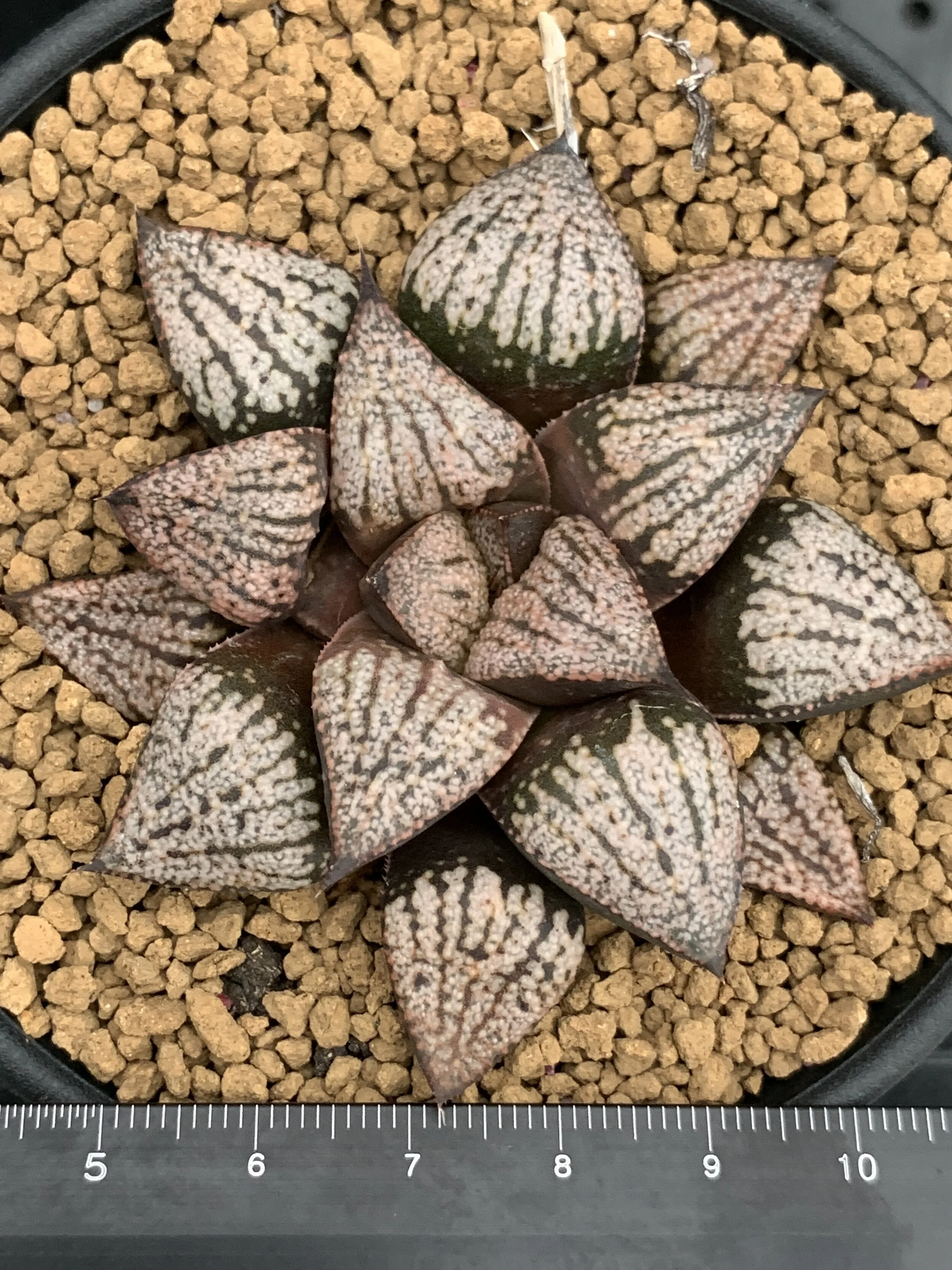 9 西雅基實生 3500.JPG