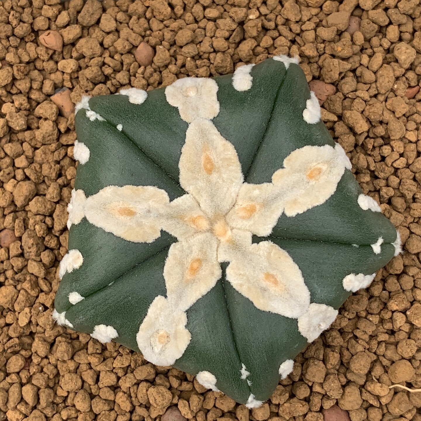 Amazing seedling 
#Astrophytumasterias #cactus #cati #saturdayssucculents
