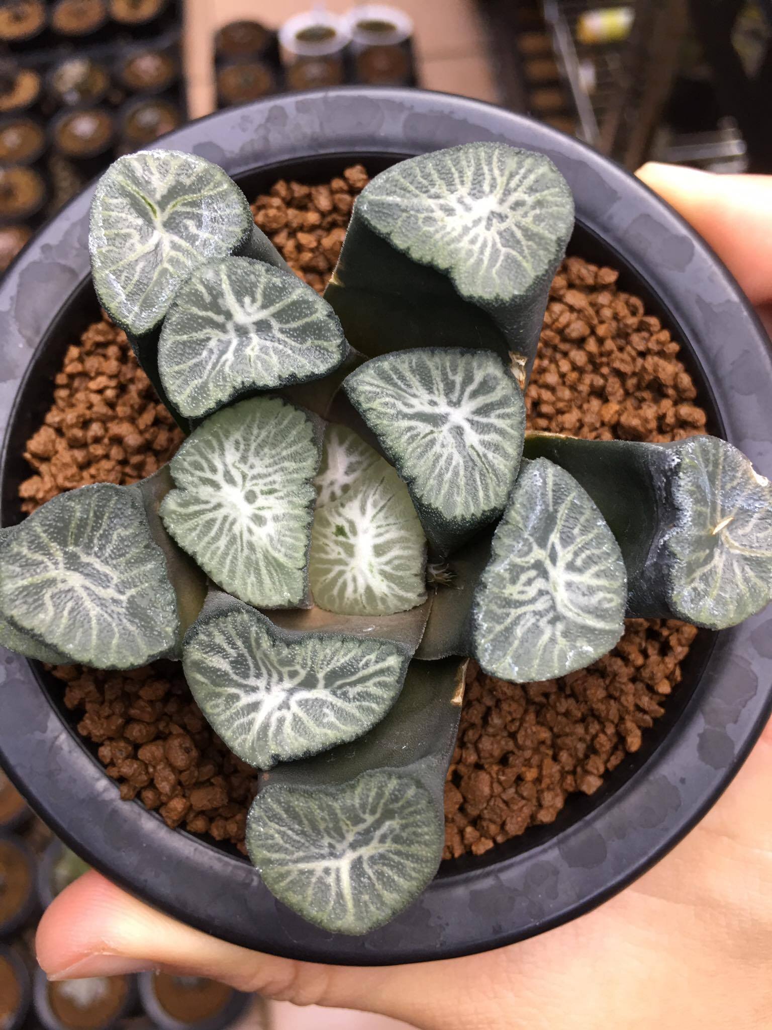 Haworthia maughanii