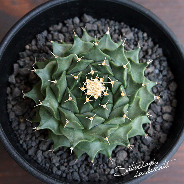 Obregonia denegrii 'Artichoke cactus'