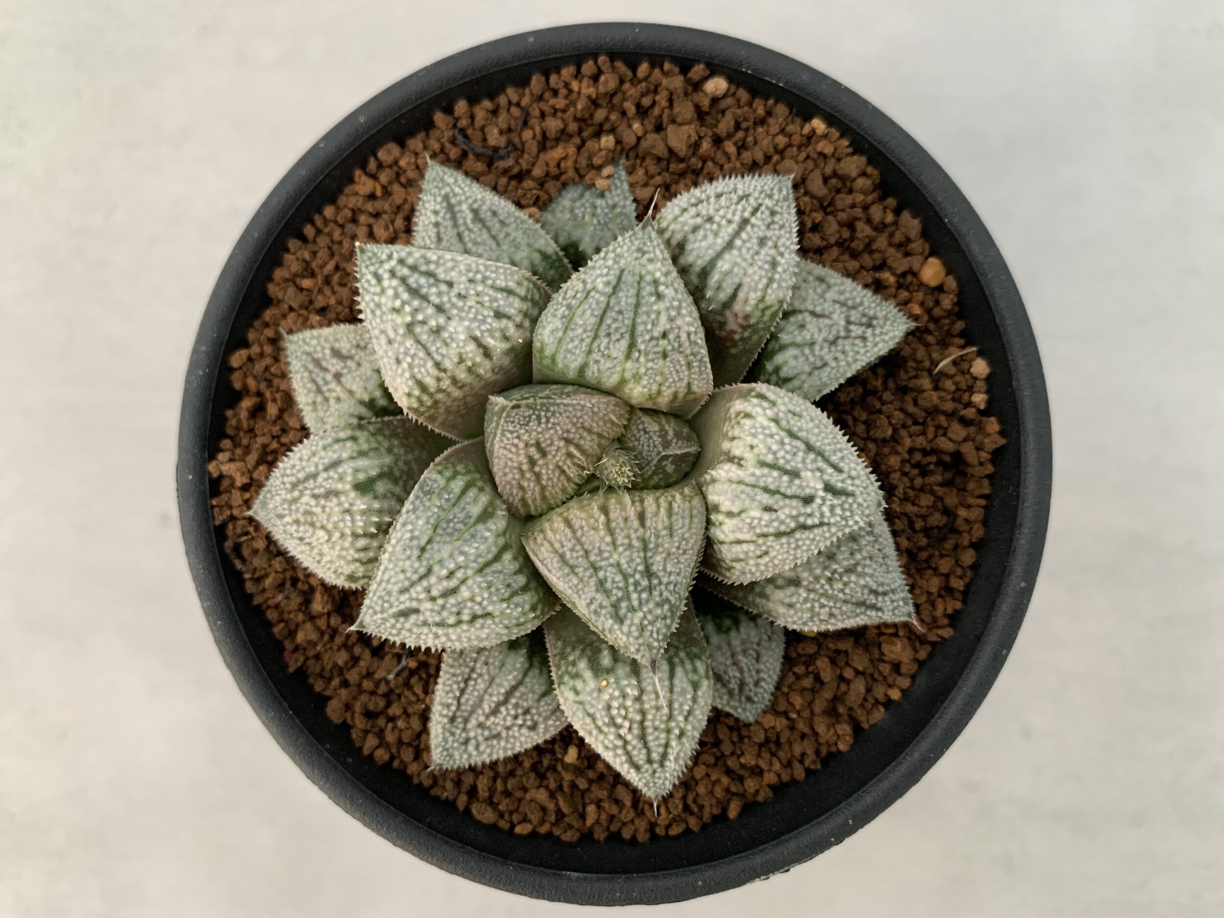 Haworthia pygmaea