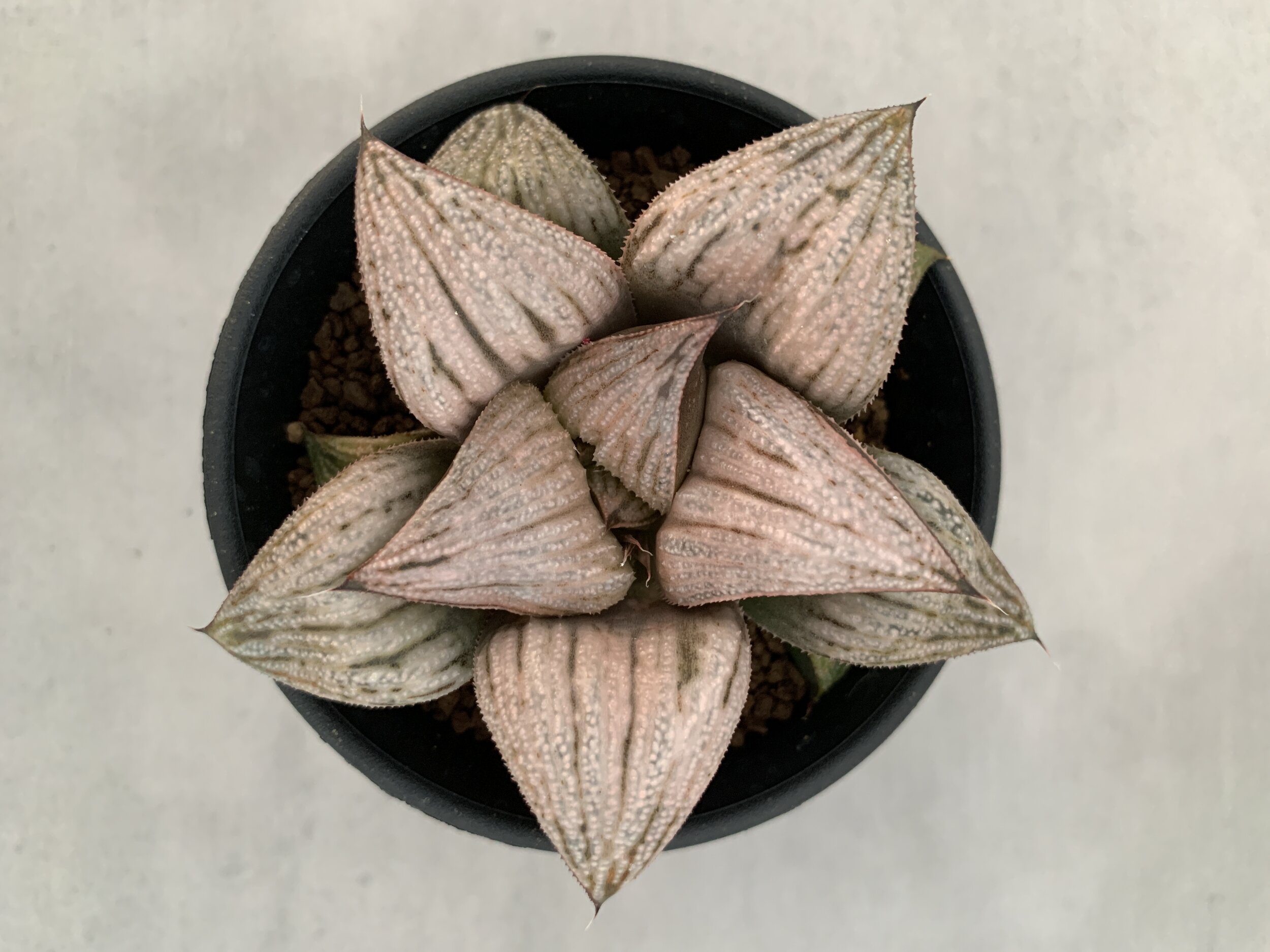 Haworthia Splendens hyb. ‘Michelle’