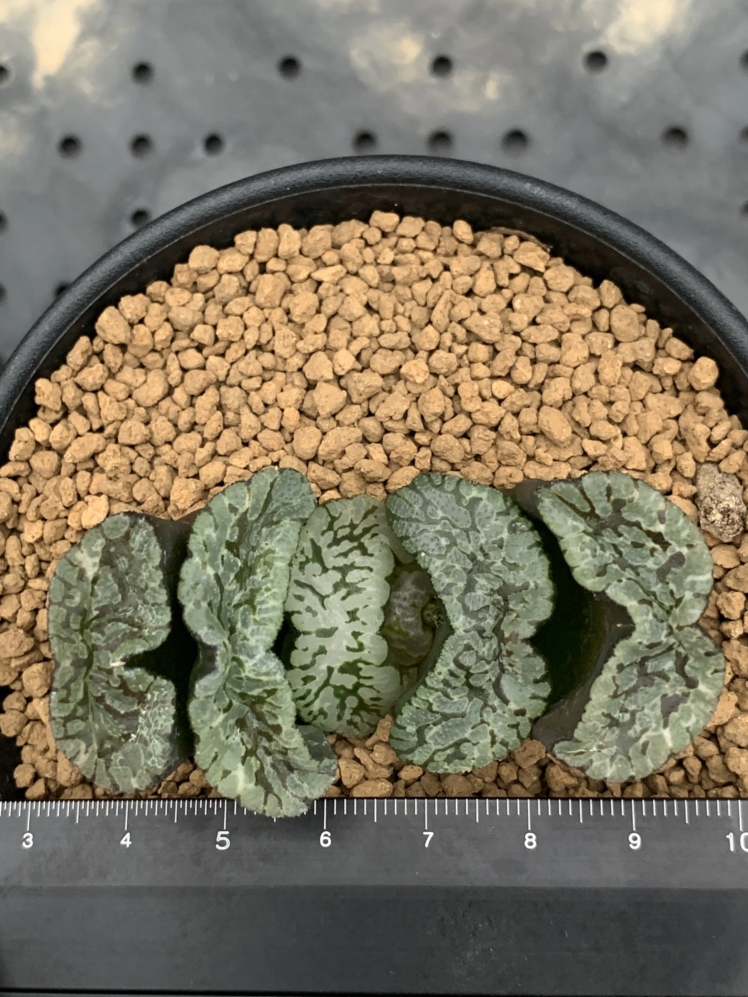 8 玄武玉扇 1500.JPG