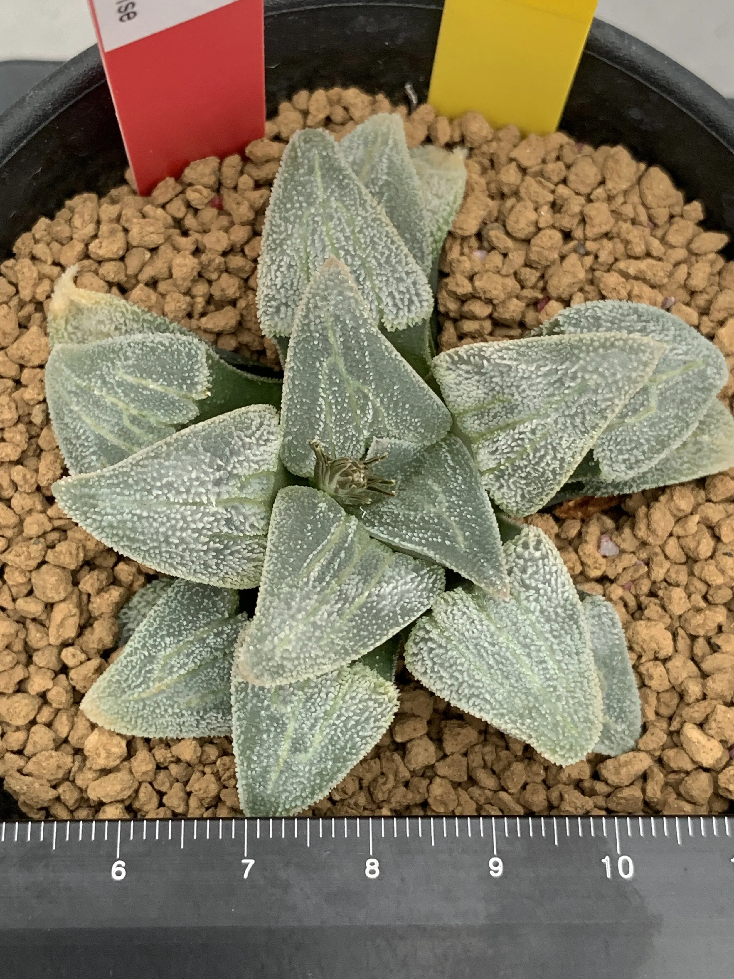 1 白銀鐵道 pygmea中最大型800.JPG