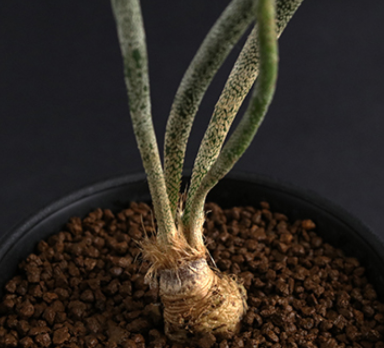 Astrophytum caput-medusae seedling  SATURDAYS Succulents