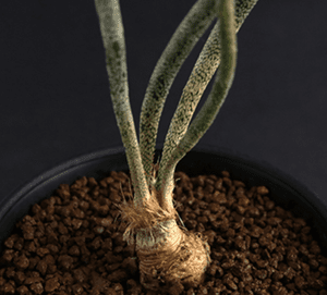 Astrophytum caput-medusae seedling  SATURDAYS Succulents