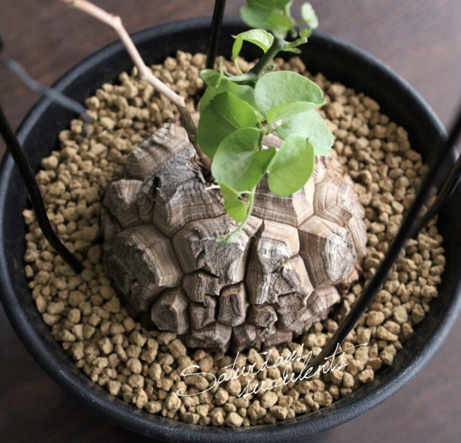 Dioscorea elephantipes seedling 