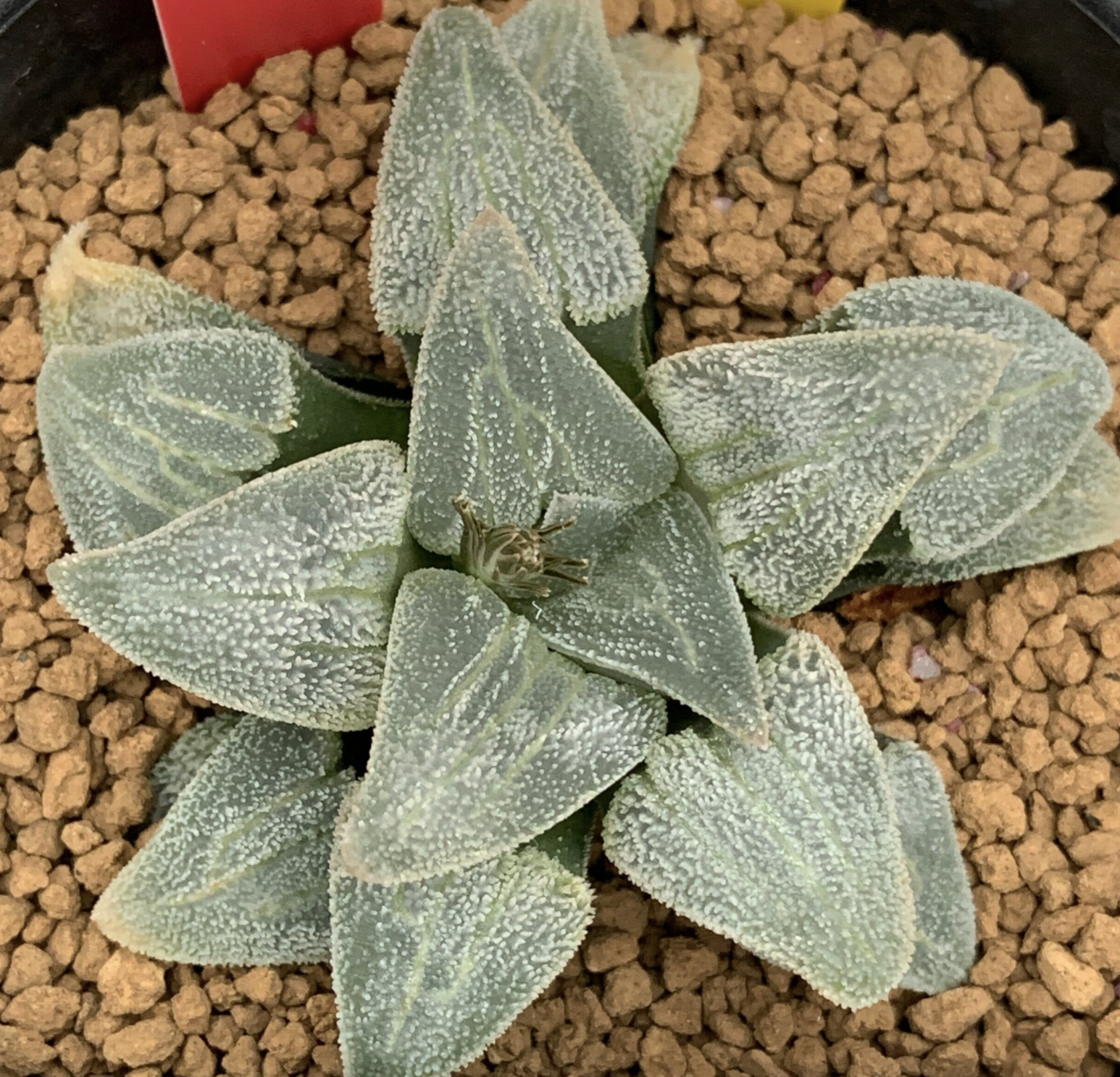 Haworthia ‘hakugintetudoo’