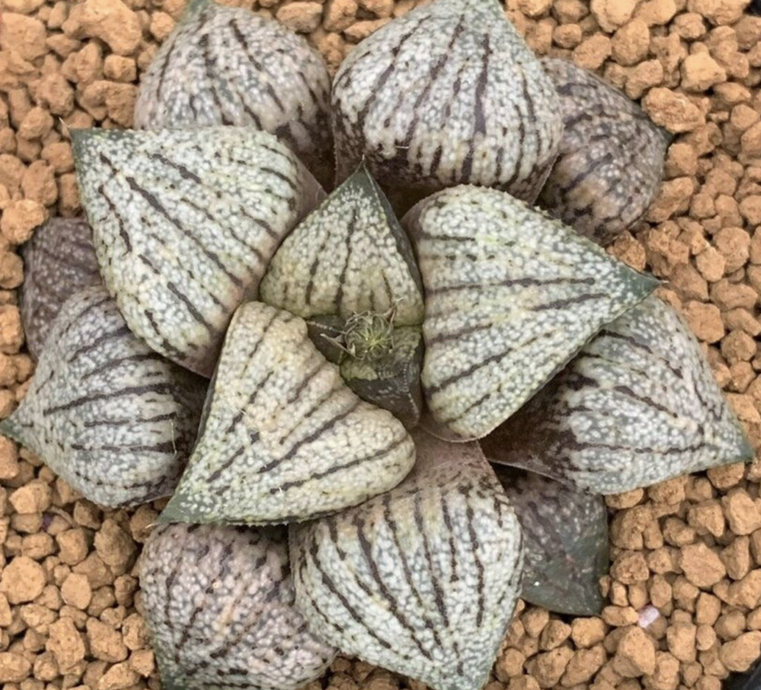 Haworthia seedling 'Matsuokashi'