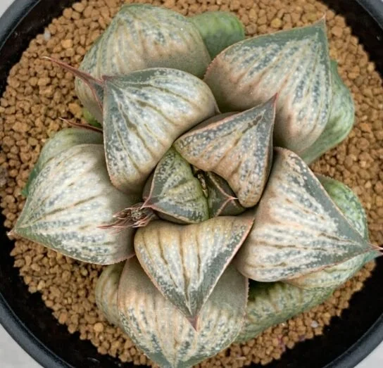 Haworthia Splendens 'Kamijoushi' seedling 