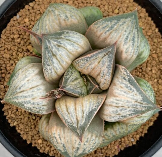 Haworthia Splendens 'Kamijoushi' seedling