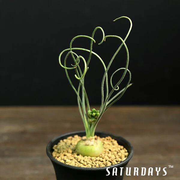 Albuca namaquensis seedling