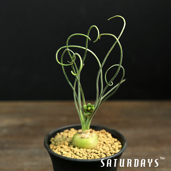 Trachyandra tortilis seedling — SATURDAYS Succulents
