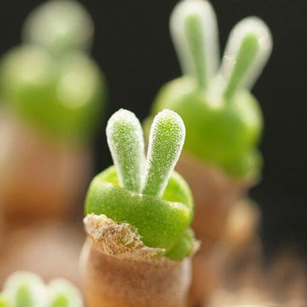 Monilaria moniliformis ( 10 seeds )  SATURDAYS Succulents