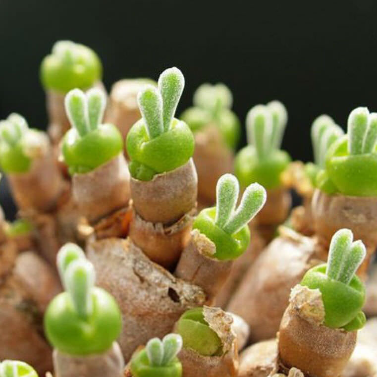 Monilaria moniliformis ( 10 seeds ) 