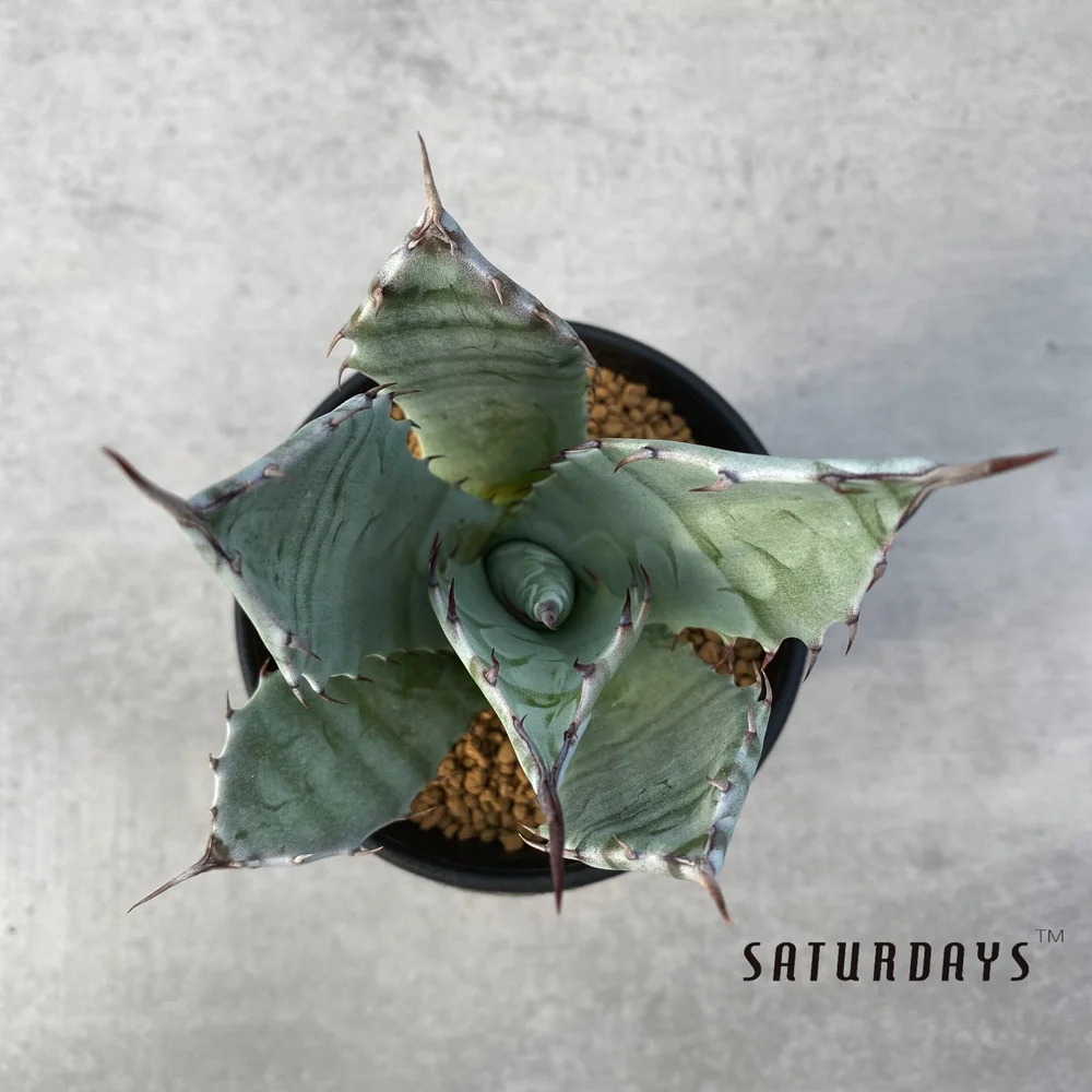 Agave colorata seedling  SATURDAYS Succulents