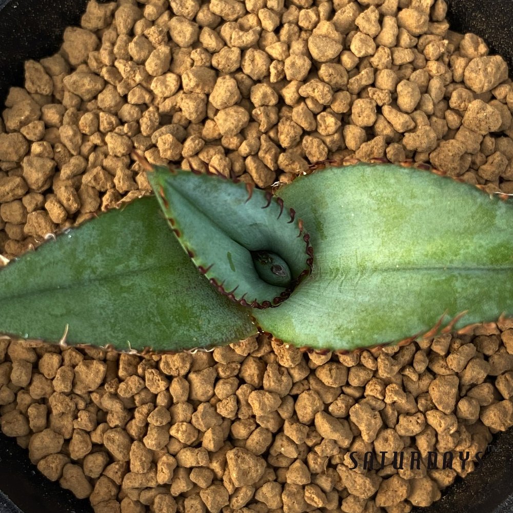 Agave titanota blue seedling  SATURDAYS Succulents