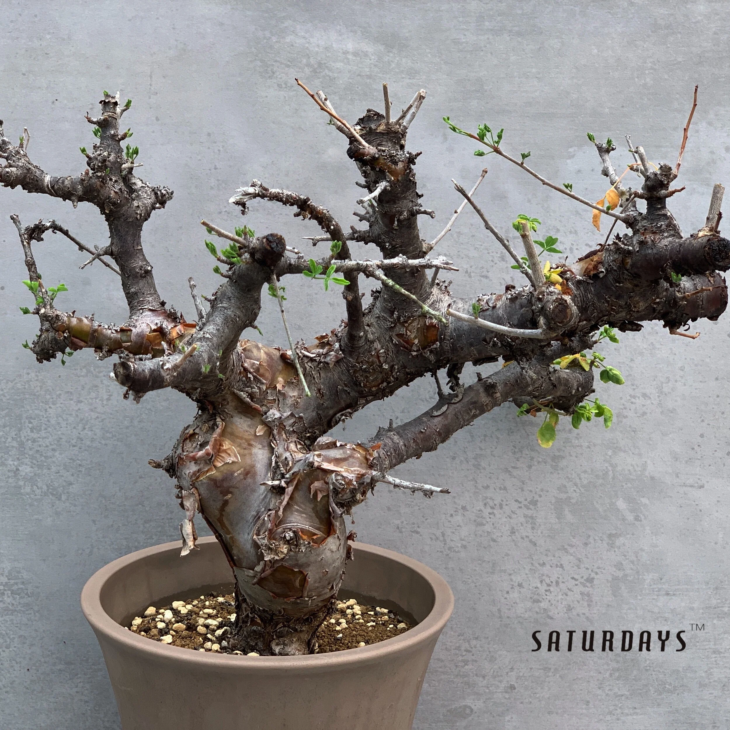 Commiphora incisa — SATURDAYS Succulents