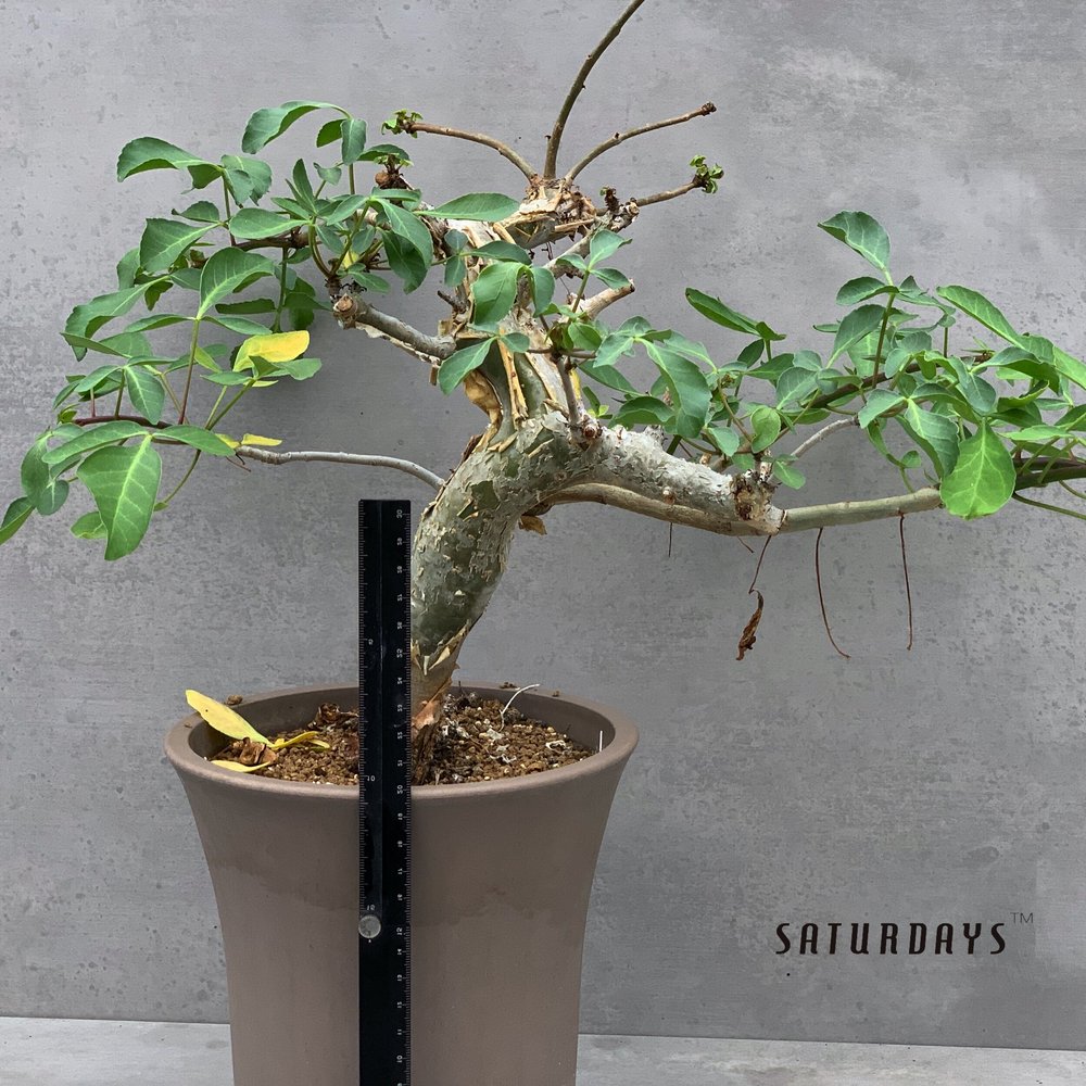 Commiphora logologo Style B  SATURDAYS Succulents