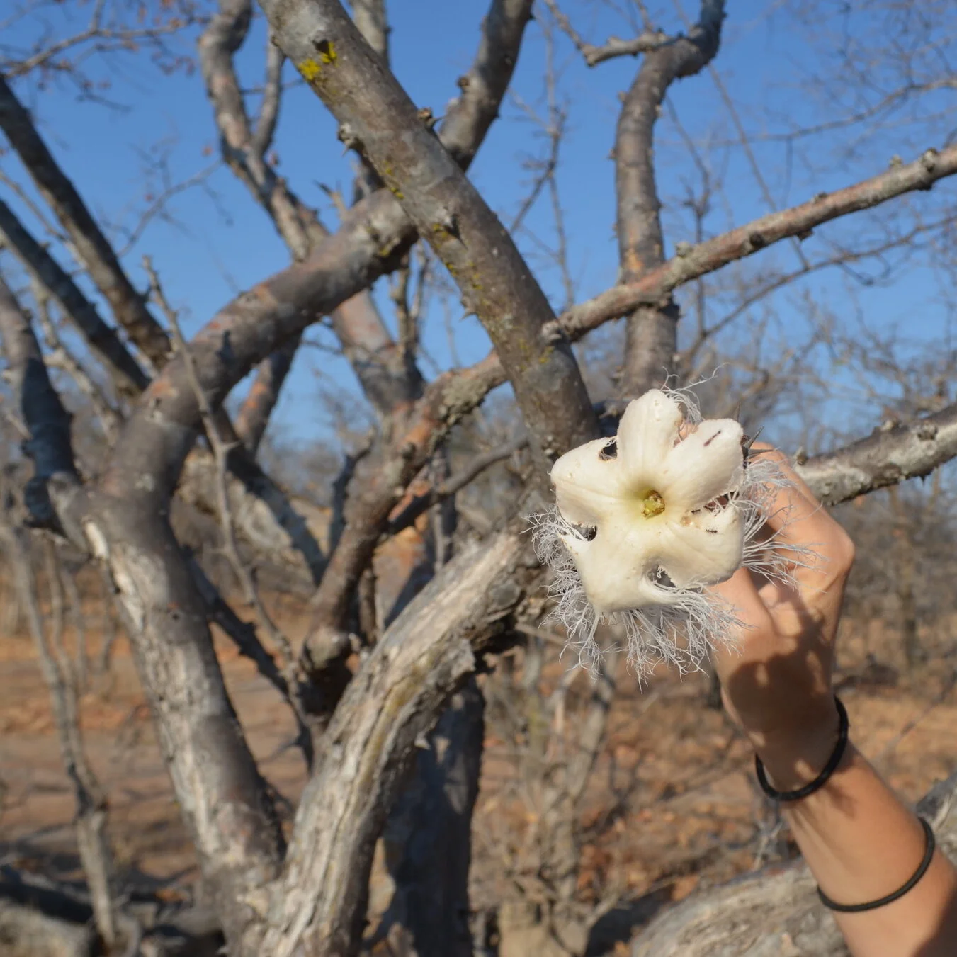 Sesamothamnus busseanus 