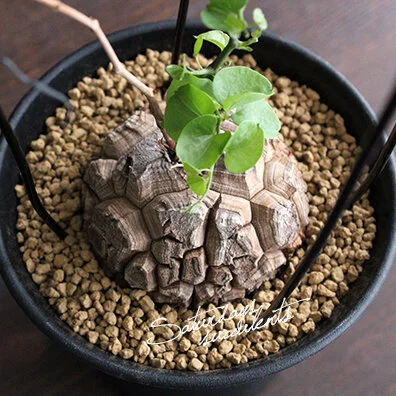 Dioscorea elephantipes seedling  SATURDAYS Succulents