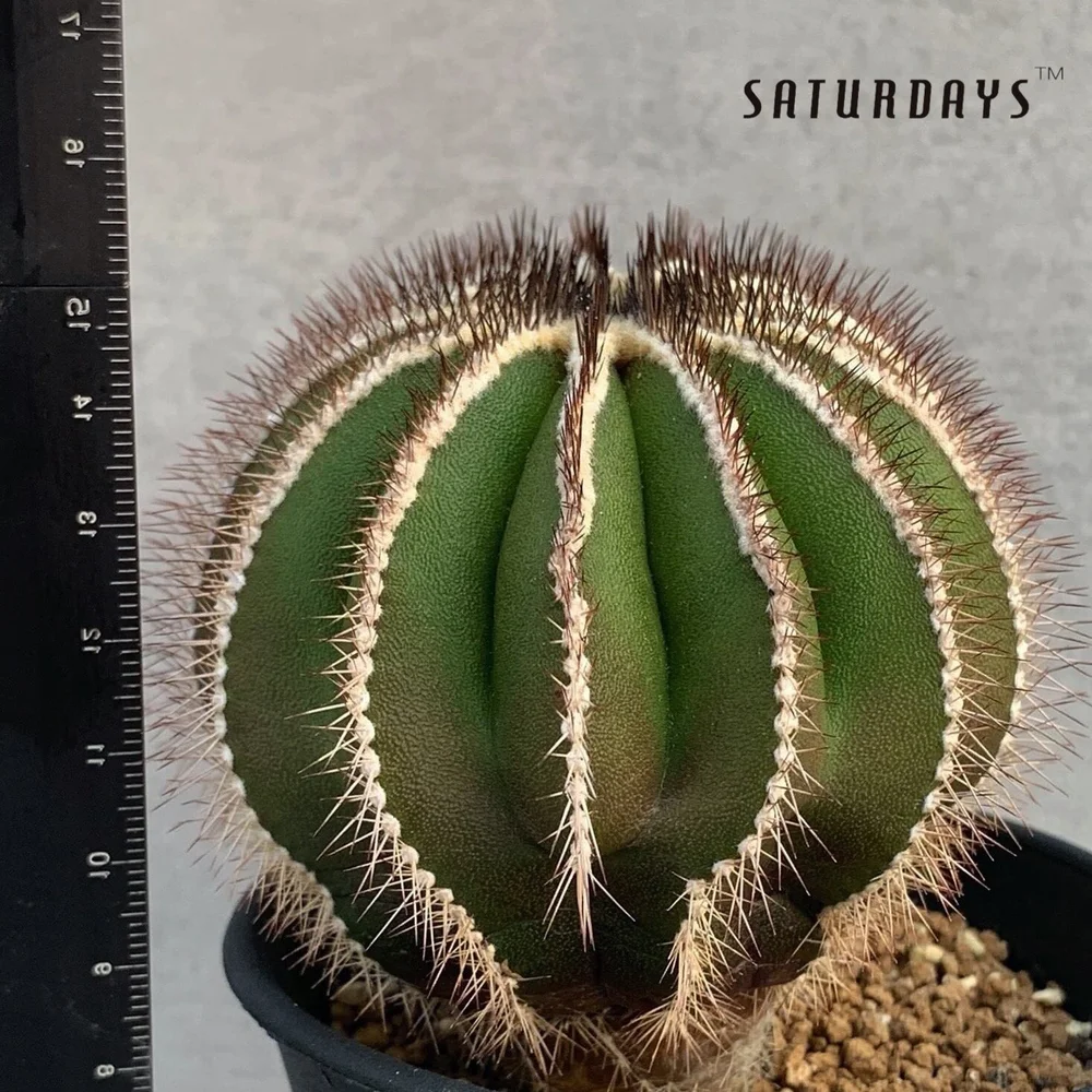 Uebelmannia pectinifera seedling  SATURDAYS Succulents