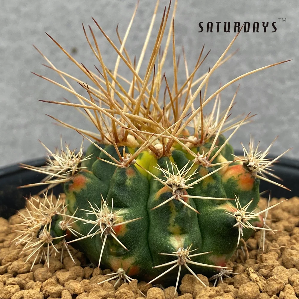Gymnocalycium anisitsii var. variegata  SATURDAYS Succulents