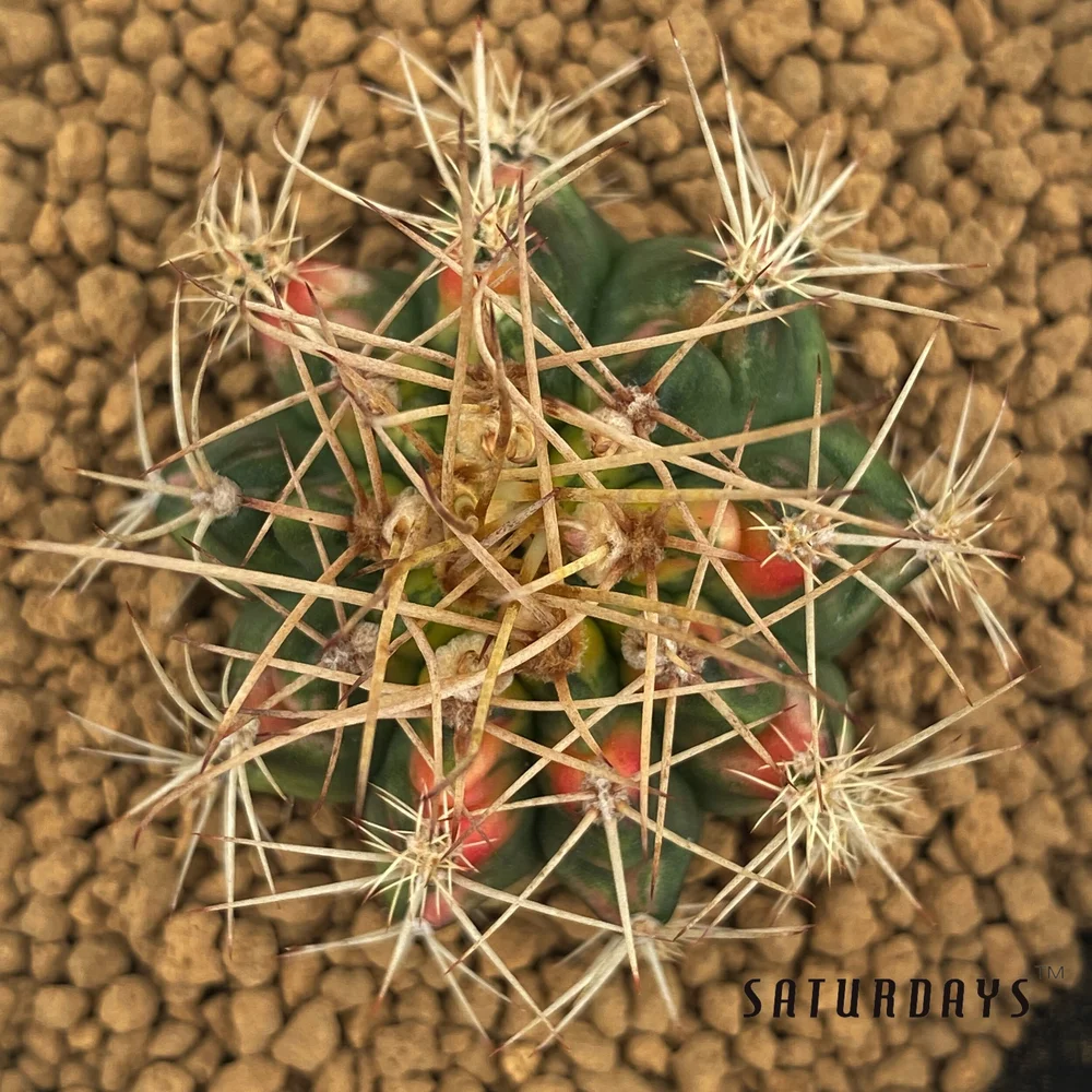Gymnocalycium anisitsii var. variegata  SATURDAYS Succulents