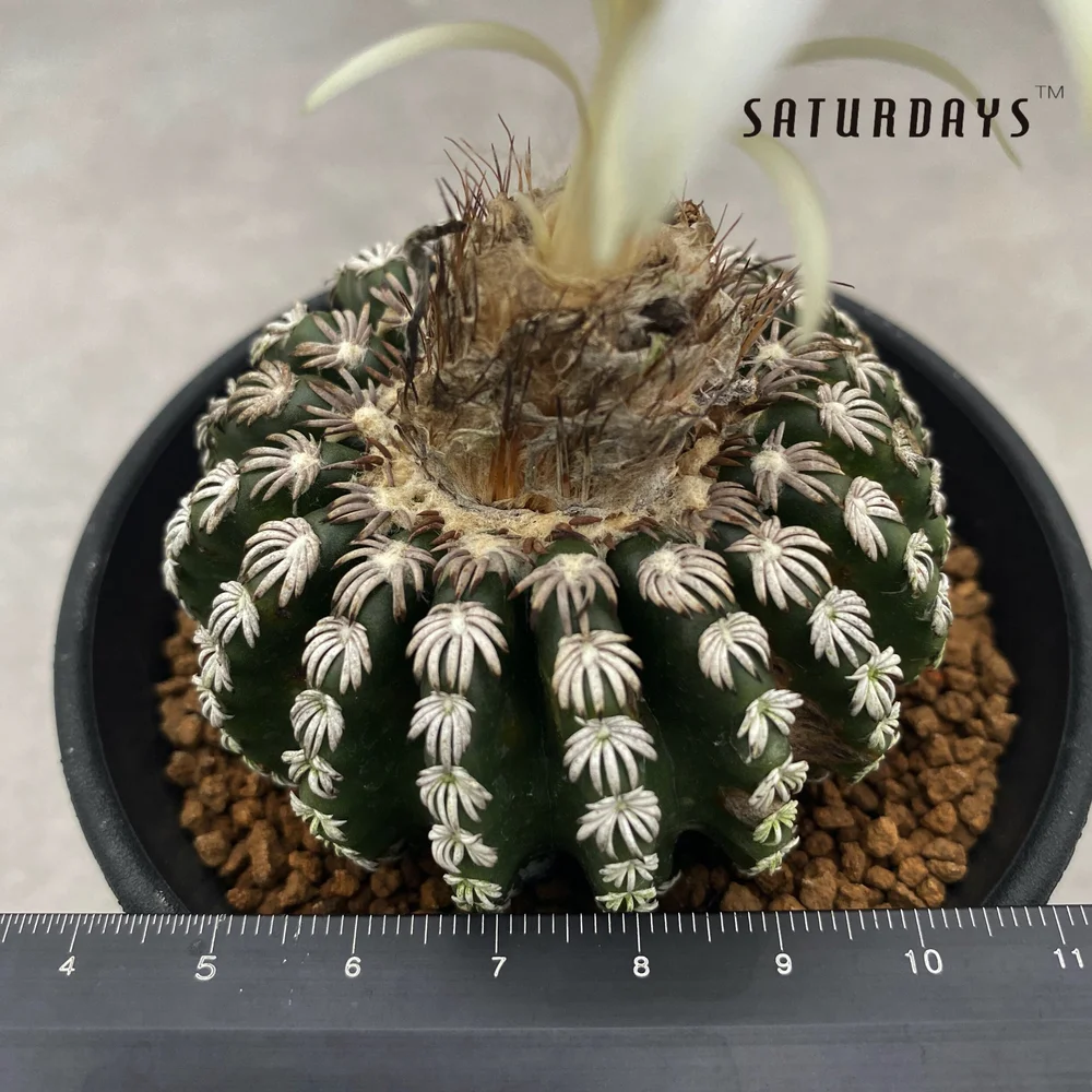 Discocactus horstii  SATURDAYS Succulents