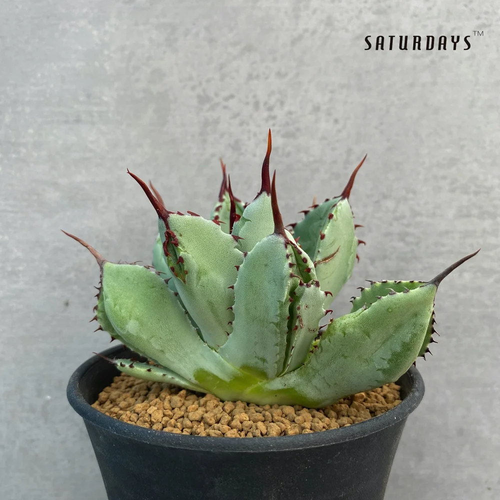Agave potatorum 'Cubic' seedling  SATURDAYS Succulents